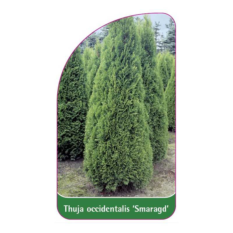 thuja-occidentalis-smaragd-1