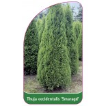 thuja-occidentalis-smaragd-1