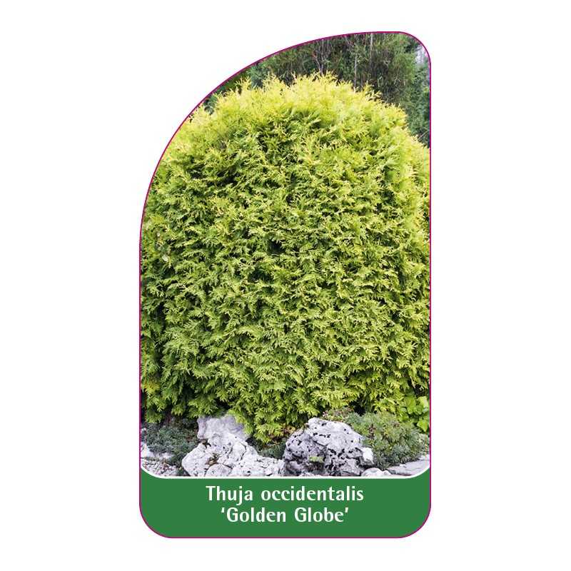 thuja-occidentalis-golden-globe-1