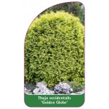 thuja-occidentalis-golden-globe-1