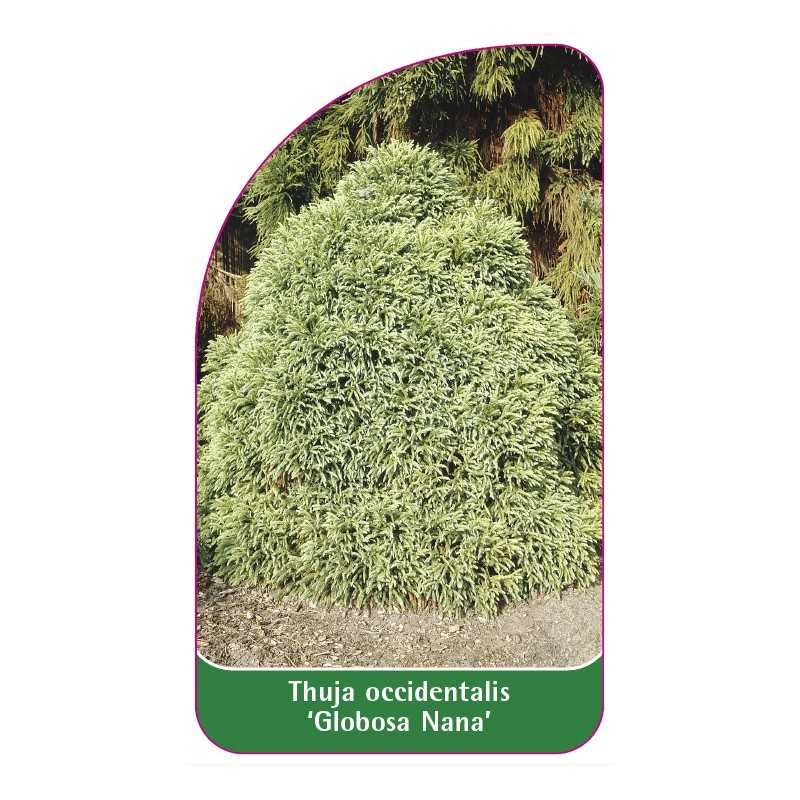 thuja-occidentalis-globosa-nana-1