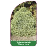 thuja-occidentalis-globosa-nana-1