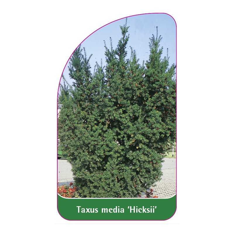 taxus-media-hicksii-1