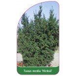 taxus-media-hicksii-1