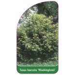 taxus-baccata-washingtonii-1