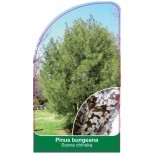 pinus-bungeana1