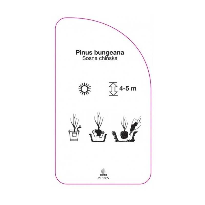 pinus-bungeana0