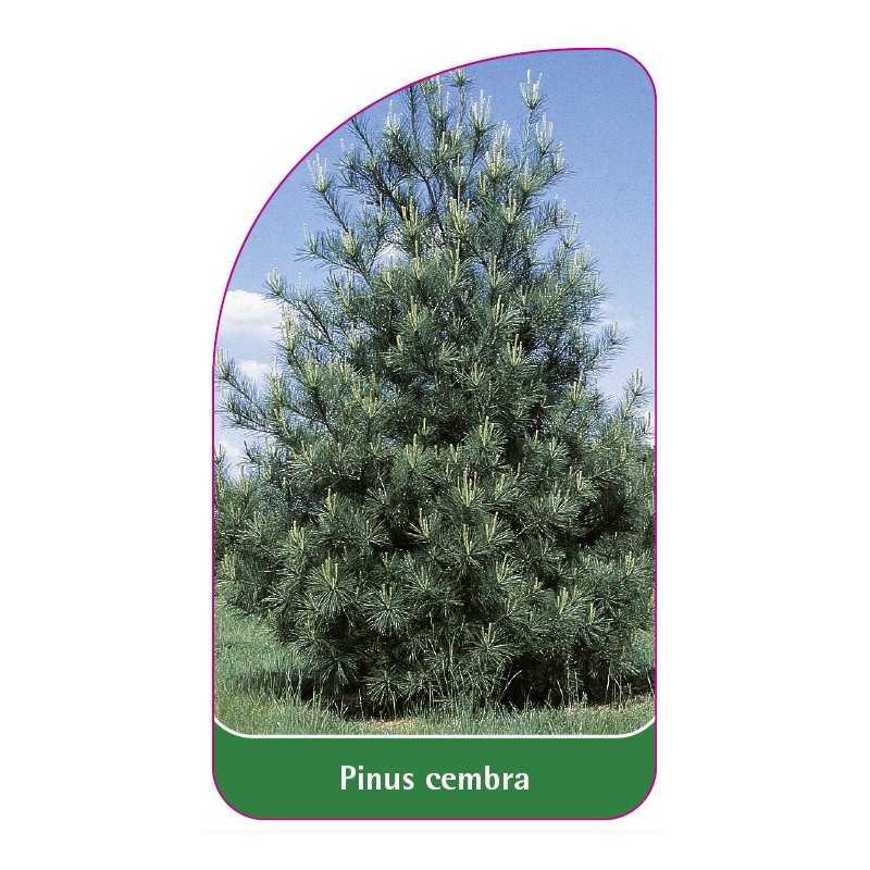 pinus-cembra1