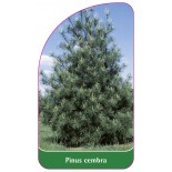 pinus-cembra1