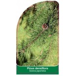 pinus-densiflora1