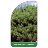 pinus-densiflora-compacta-1