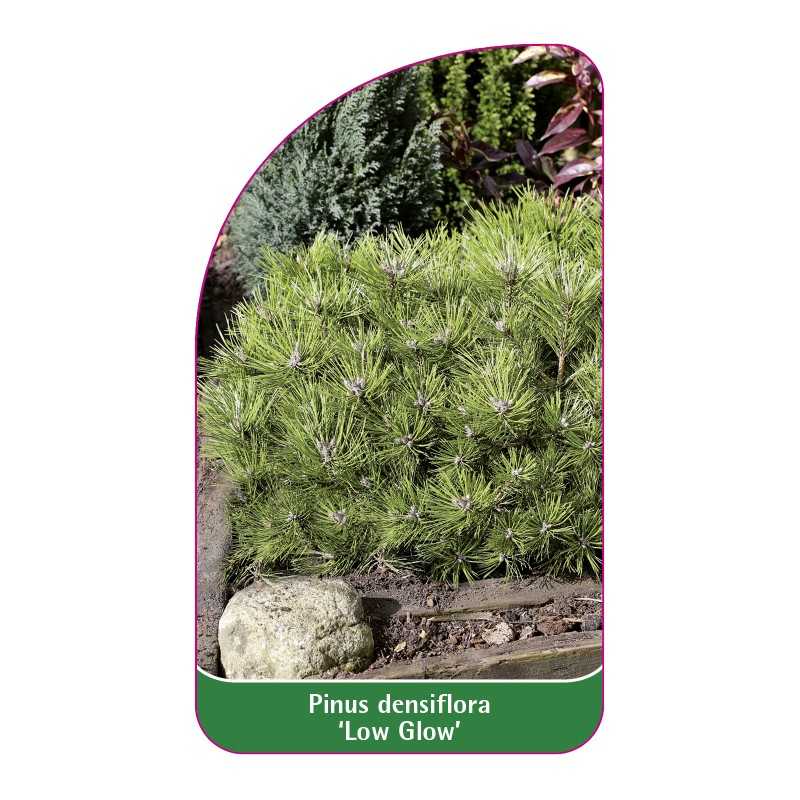 pinus-densiflora-low-glow-1