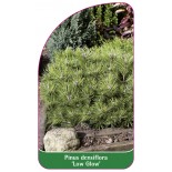 pinus-densiflora-low-glow-1