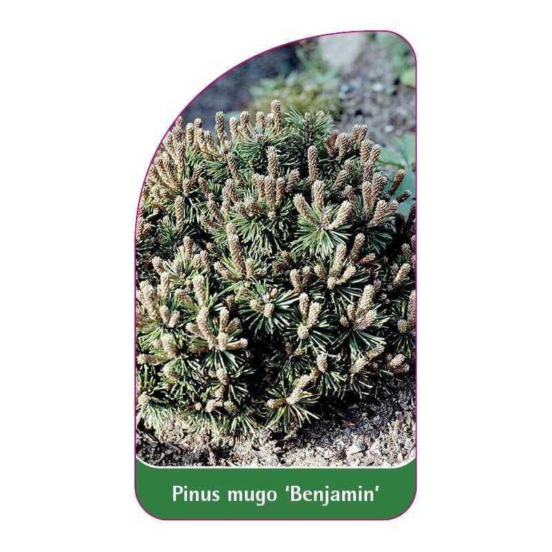 pinus-mugo-benjamin-1