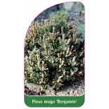 pinus-mugo-benjamin-1