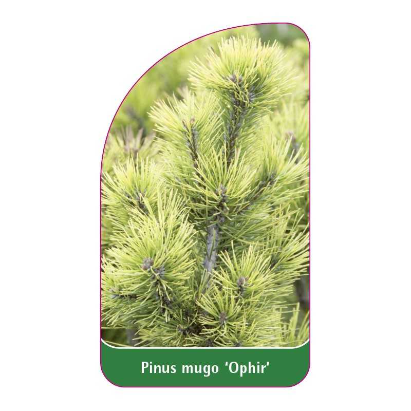 pinus-mugo-ophir-1