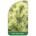 pinus-mugo-ophir-1