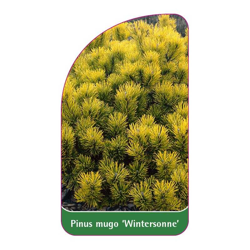 pinus-mugo-wintersonne-1