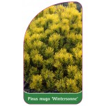 pinus-mugo-wintersonne-1