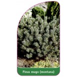 pinus-mugo-montana1