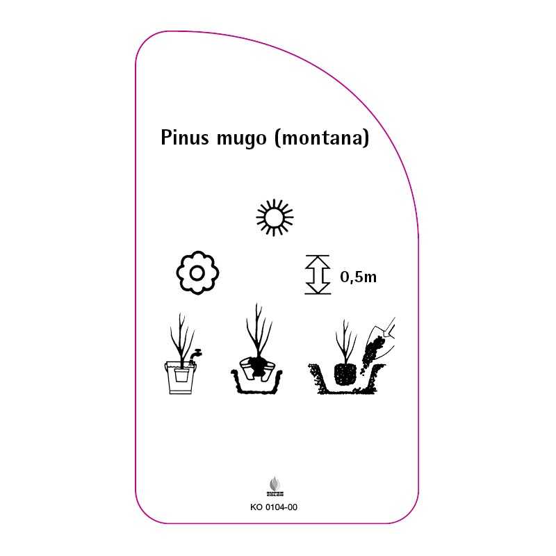 pinus-mugo-montana0