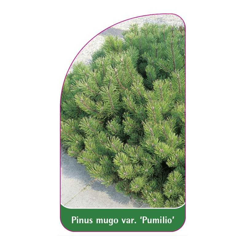 pinus-mugo-var-pumilio-1