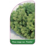 pinus-mugo-var-pumilio-1