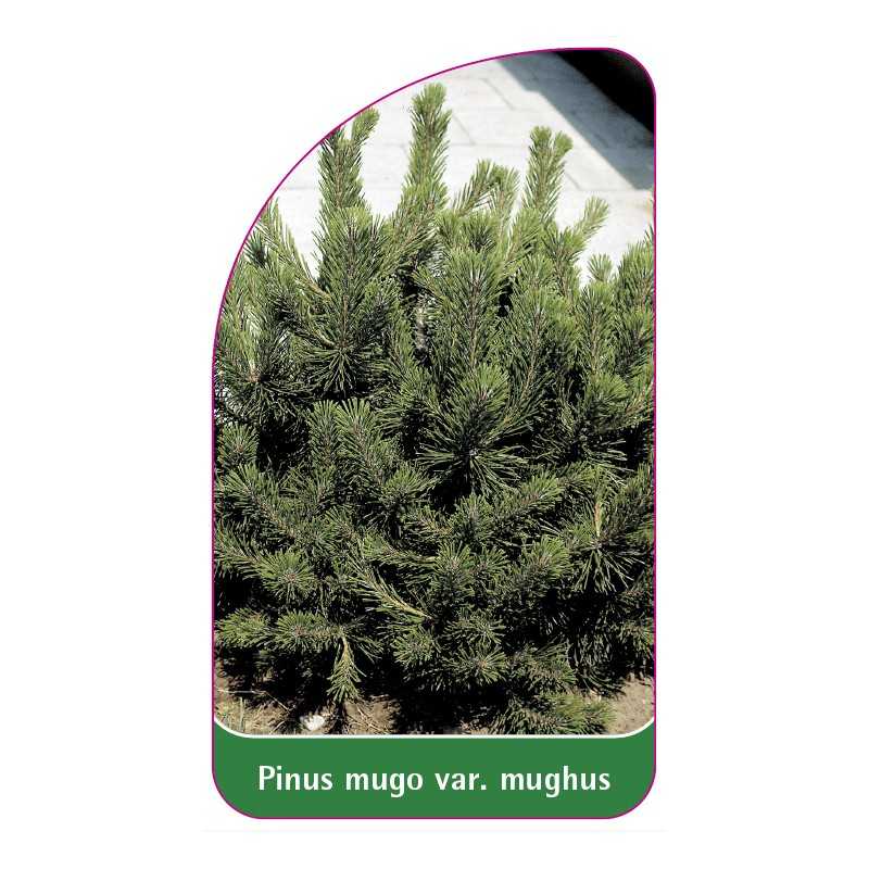 pinus-mugo-var-mughus1