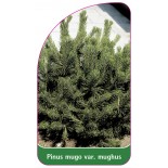 pinus-mugo-var-mughus1