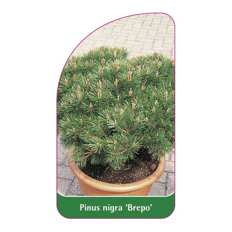 pinus-nigra-brepo-1