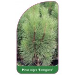 pinus-nigra-fastigiata-1