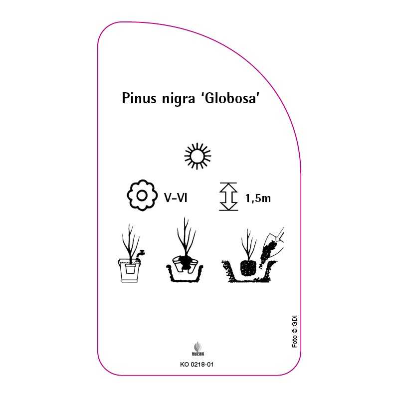 pinus-nigra-globosa-0