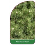 pinus-nigra-nana-1