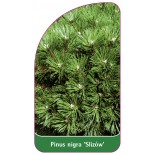 pinus-nigra-slizow-1