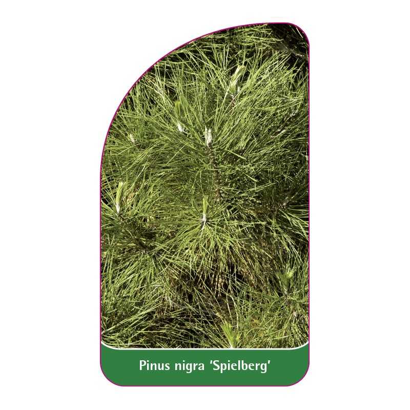 pinus-nigra-spielberg-1