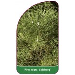 pinus-nigra-spielberg-1