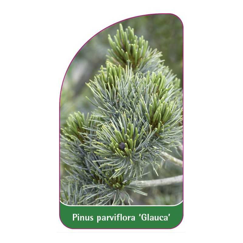 pinus-parviflora-glauca-1