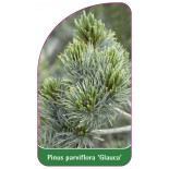 pinus-parviflora-glauca-1