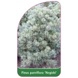 pinus-parviflora-negishi-1