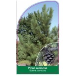 pinus-resinosa1