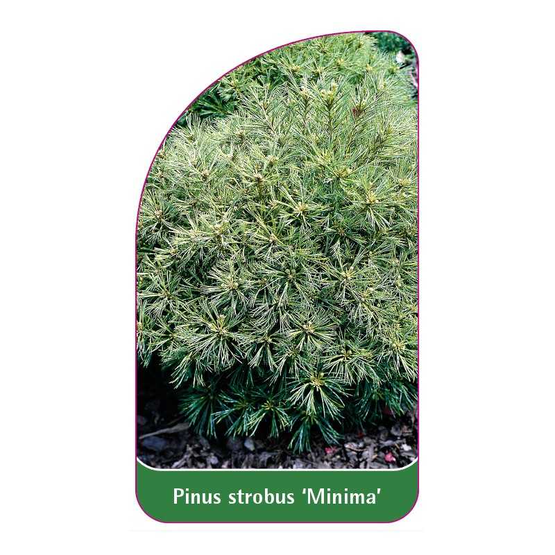 pinus-strobus-minima-1