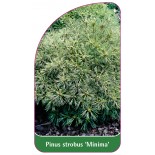 pinus-strobus-minima-1