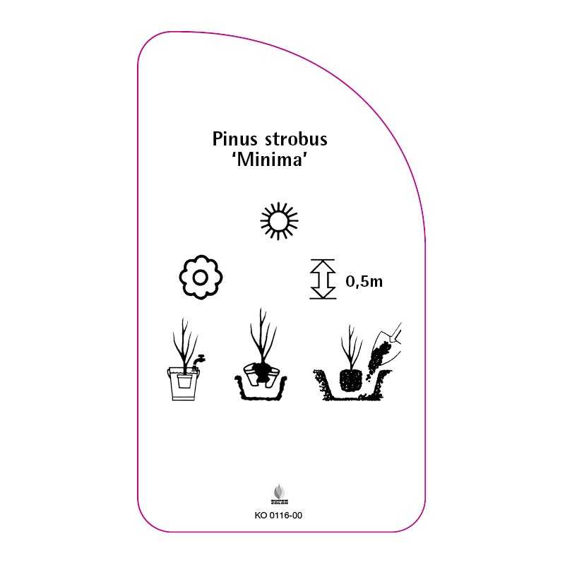 pinus-strobus-minima-0