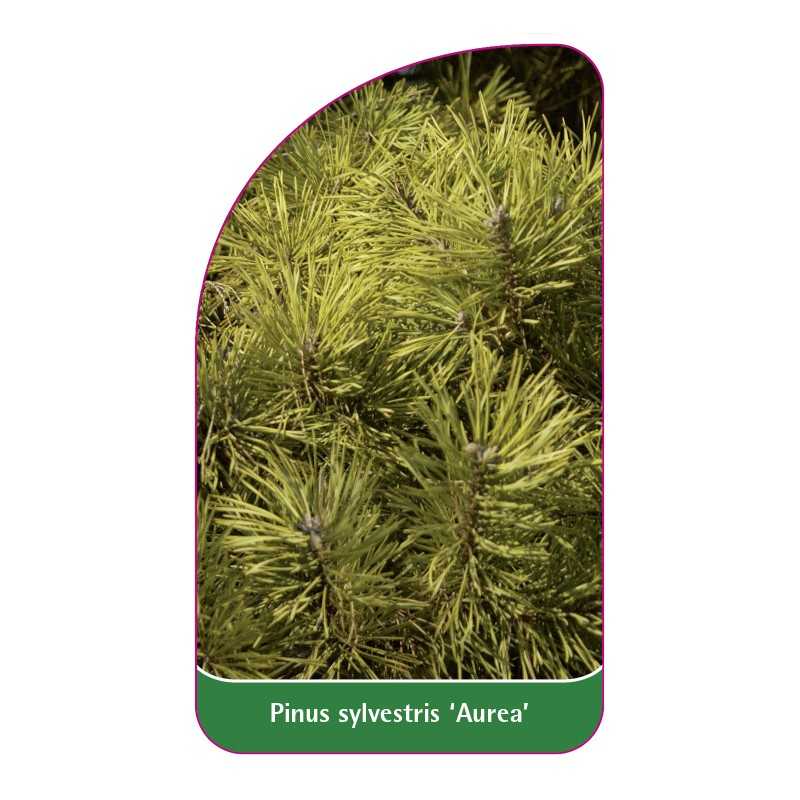 pinus-sylvestris-aurea-1