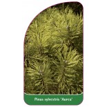 pinus-sylvestris-aurea-1