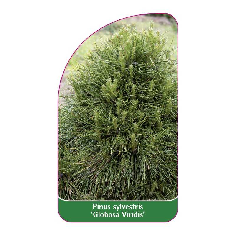 pinus-sylvestris-globosa-viridis-1