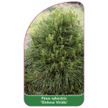 pinus-sylvestris-globosa-viridis-1