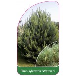 pinus-sylvestris-watereri-1