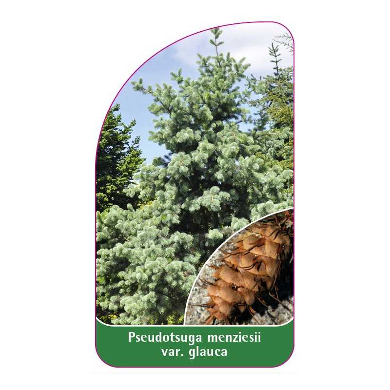 pseudotsuga-menziesii-var-glauca1