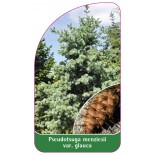 pseudotsuga-menziesii-var-glauca1